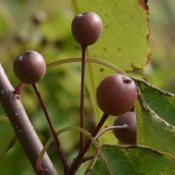 Pyrus phaeocarpa (Dusky Pear), fruit, mature