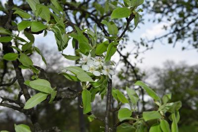 Pyrus nivalis (Snow Pear), habit, spring