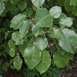 Pyrus calleryana (Callery Pear), leaf, summer