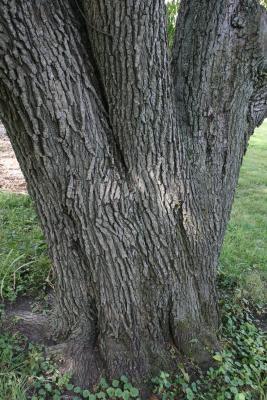 Pyrus calleryana (Callery Pear), bark, trunk