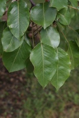 Pyrus calleryana (Callery Pear), leaf, summer