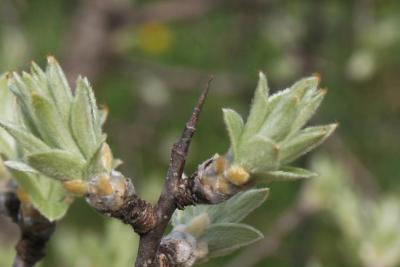 Pyrus elaeagrifolia (Oleaster Pear), bark, twig