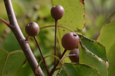 Pyrus phaeocarpa (Dusky Pear), fruit, mature