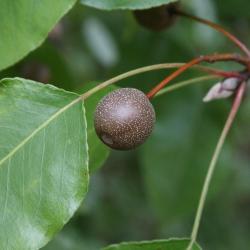 Pyrus calleryana (Callery Pear), fruit, mature