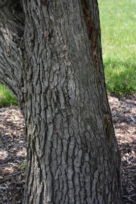 Pyrus pashia (Himalayan Pear), bark, trunk