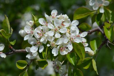 Pyrus fauriei (Faurie's Pear), inflorescence