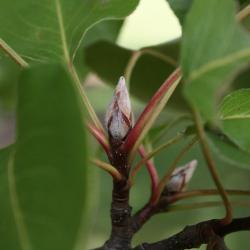 Pyrus calleryana (Callery Pear), bud, vegetative