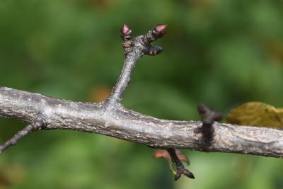 Pyrus caucasica (Caucasian Pear), bark, twig