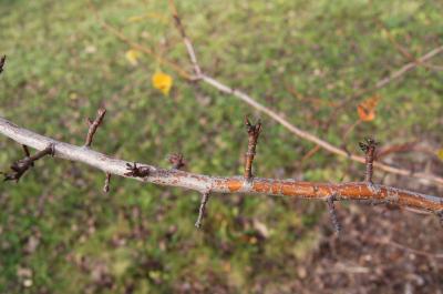 Pyrus pashia (Himalayan Pear), bark, twig