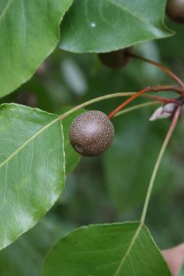 Pyrus calleryana (Callery Pear), fruit, mature
