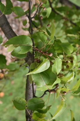 Pyrus phaeocarpa (Dusky Pear), fruit, mature
