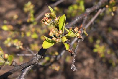 Pyrus fauriei (Faurie's Pear), bud, flower