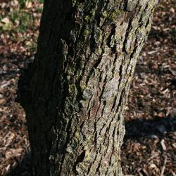 Pyrus fauriei (Faurie's Pear), bark, trunk