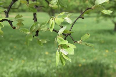 Pyrus nivalis (Snow Pear), leaf, spring