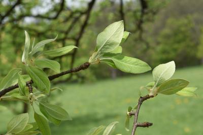 Pyrus nivalis (Snow Pear), leaf, new