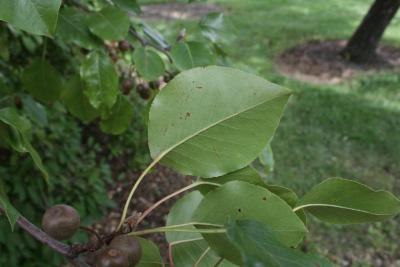 Pyrus calleryana (Callery Pear), leaf, lower surface