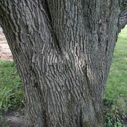 Pyrus calleryana (Callery Pear), bark, trunk