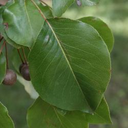 Pyrus calleryana (Callery Pear), leaf, upper surface