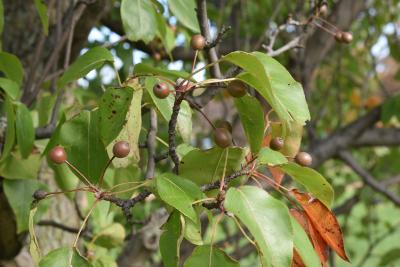 Pyrus phaeocarpa (Dusky Pear), infructescence