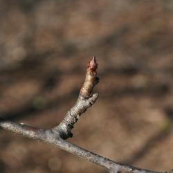 Pyrus fauriei (Faurie's Pear), bark, twig