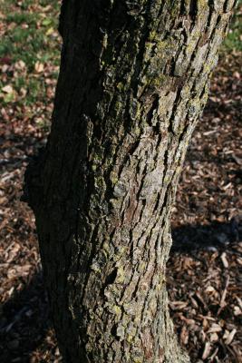 Pyrus fauriei (Faurie's Pear), bark, trunk