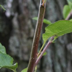 Pyrus calleryana (Callery Pear), bark, twig
