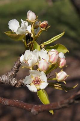Pyrus ussuriensis (Ussurian Pear), inflorescence