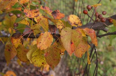 Pyrus phaeocarpa (Dusky Pear), leaf, fall