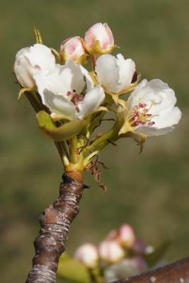 Pyrus ussuriensis (Ussurian Pear), flower, full