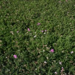 Achillea millefolium 'Oertel's Rose' (Oertel's Rose Yarrow), habit, fall