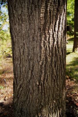 Pyrus serrulata (Pear), bark, trunk