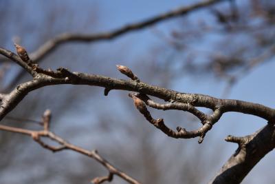Pyrus serrulata (Pear), bark, twig