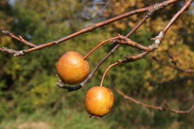 Pyrus ussuriensis (Ussurian Pear), fruit, mature
