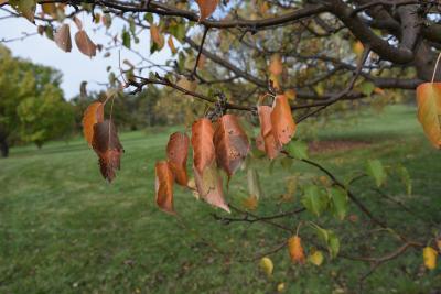 Pyrus ussuriensis (Ussurian Pear), leaf, fall