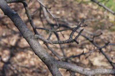 Pyrus pyraster (Wild Pear), bark, twig