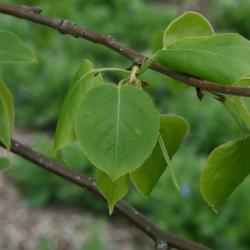 Pyrus ussuriensis 'Bailfrost' (MOUNTAIN FROST) (MOUNTAIN FROST® Ussurian Pear), leaf, spring