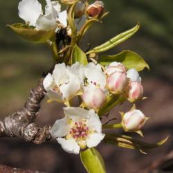 Pyrus ussuriensis (Ussurian Pear), inflorescence