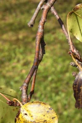 Pyrus ussuriensis (Ussurian Pear), bark, twig