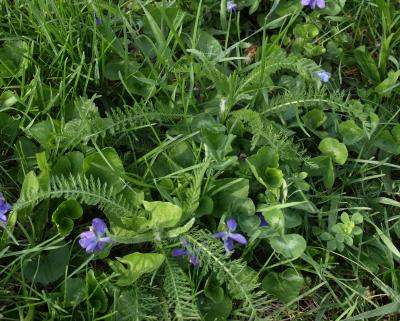 Achillea millefolium (Yarrow), habit, spring