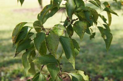 Pyrus phaeocarpa (Dusky Pear), leaf, fall