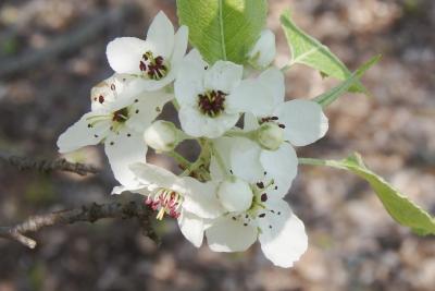 Pyrus (Pear), flower, full