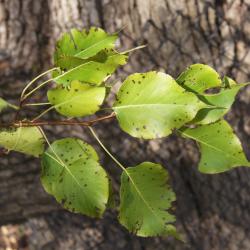 Pyrus ussuriensis (Ussurian Pear), leaf, fall