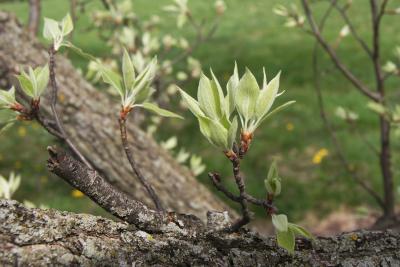 Pyrus (Pear), leaf, spring