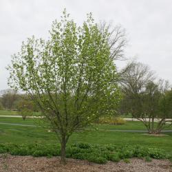 Pyrus ussuriensis 'Bailfrost' (MOUNTAIN FROST) (MOUNTAIN FROST® Ussurian Pear), habit, spring