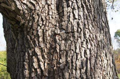 Pyrus ussuriensis (Ussurian Pear), bark, trunk