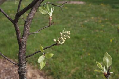 Pyrus (Pear), bud, flower