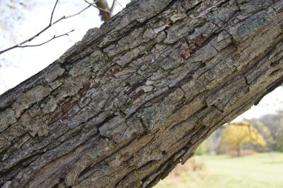 Pyrus ussuriensis (Ussurian Pear), bark, trunk