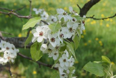 Pyrus (Pear), inflorescence