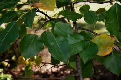 Pyrus serrulata (Pear), leaf, fall