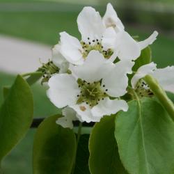 Pyrus ussuriensis 'Bailfrost' (MOUNTAIN FROST) (MOUNTAIN FROST® Ussurian Pear), flower, full